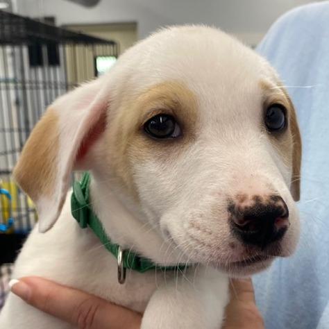 Enlarge Roscoe(Little Hearts Litter), a Adoptable mixed breed in Lenoir, NC image 2/5