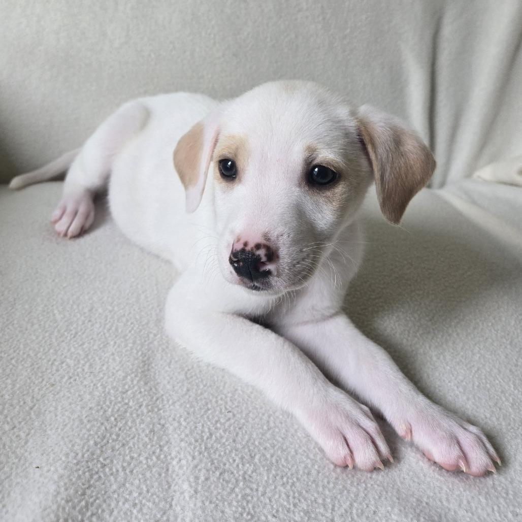 Enlarge Roscoe(Little Hearts Litter), a Adoptable mixed breed in Lenoir, NC image 3/5