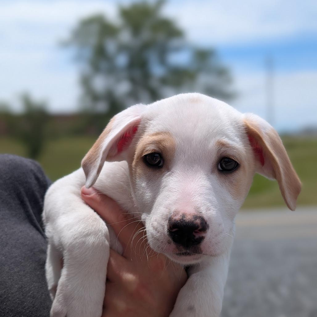 Enlarge Roscoe(Little Hearts Litter), a Adoptable mixed breed in Lenoir, NC image 4/5