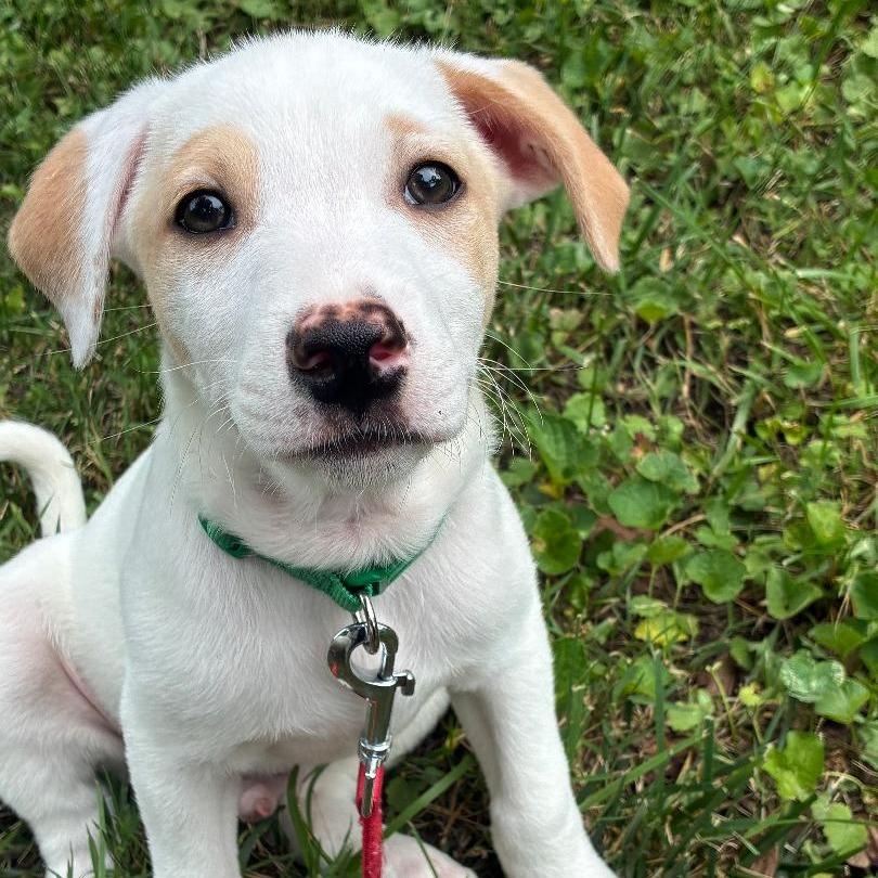 Enlarge Roscoe(Little Hearts Litter), a Adoptable mixed breed in Lenoir, NC image 5/5