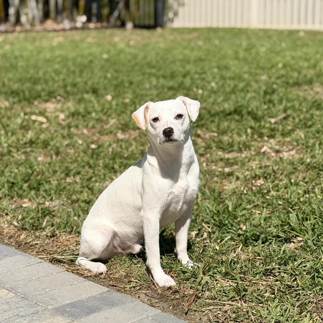 Enlarge Casper, a Adoptable mixed breed in Sarasota, FL image 1/6