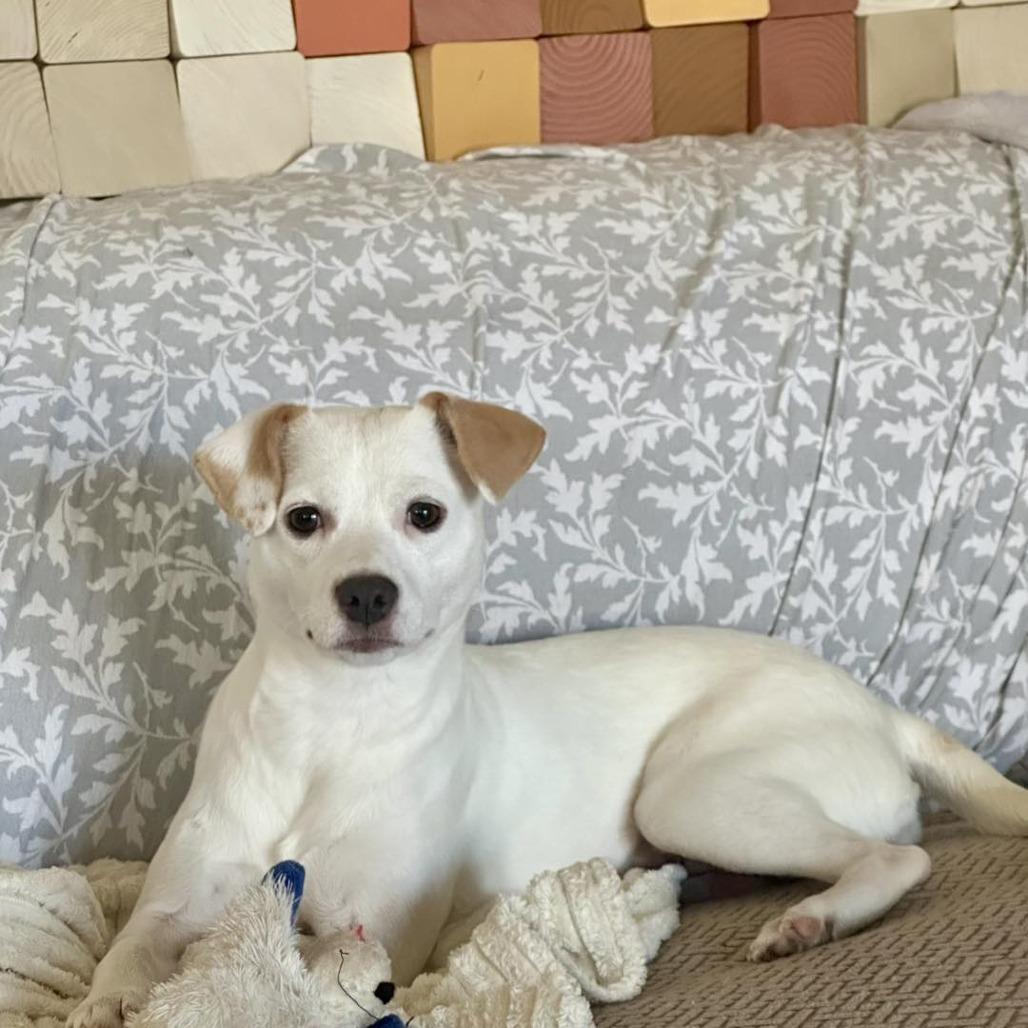 Casper, Adoptable, Adult Male Chihuahua & Jack Russell Terrier.