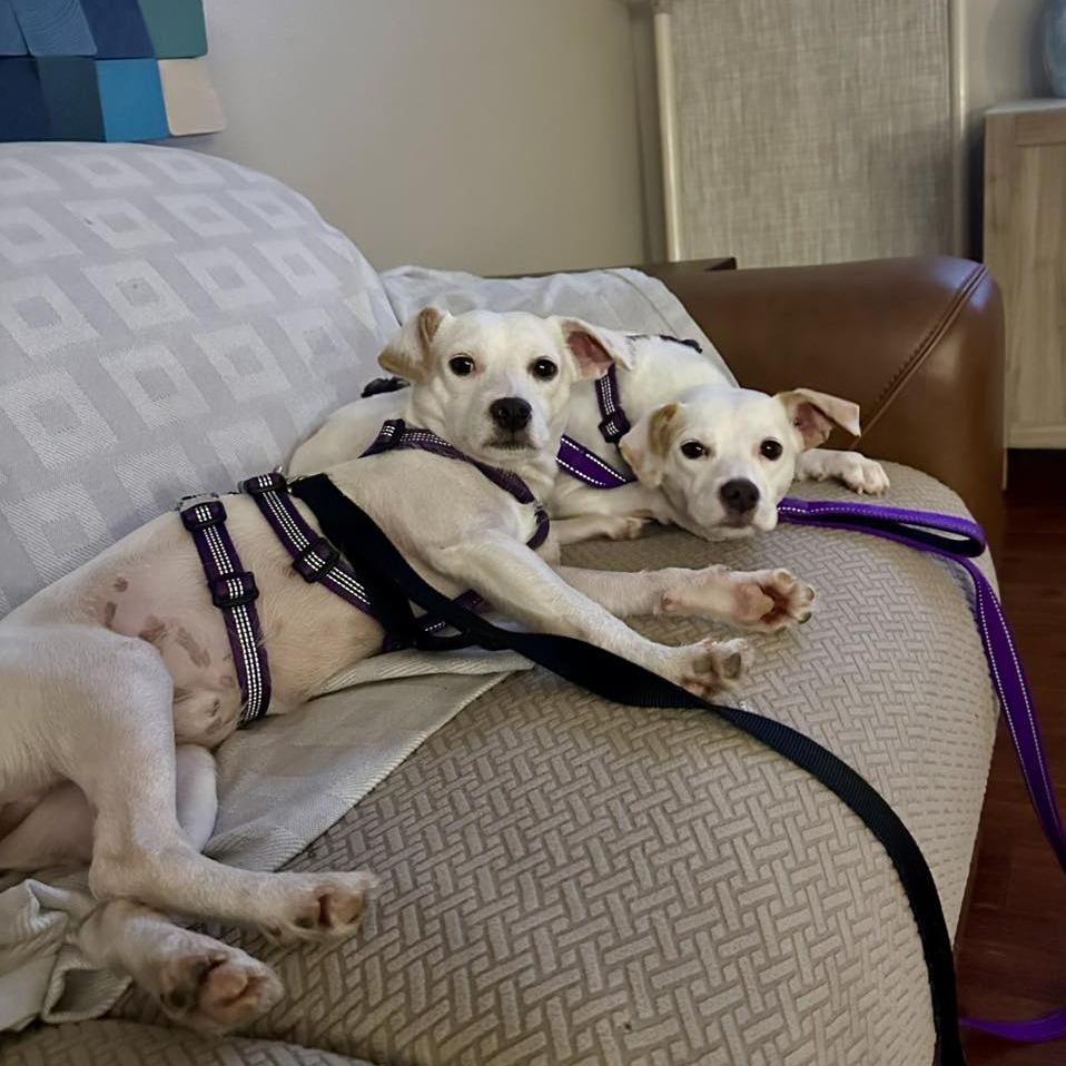 Enlarge Casper, a Adoptable mixed breed in Sarasota, FL image 2/6