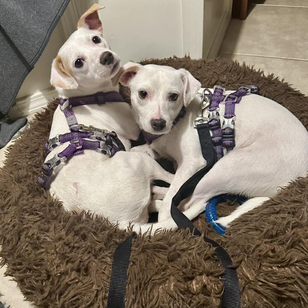 Enlarge Casper, a Adoptable mixed breed in Sarasota, FL image 4/6