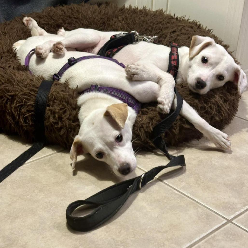 Enlarge Casper, a Adoptable mixed breed in Sarasota, FL image 6/6