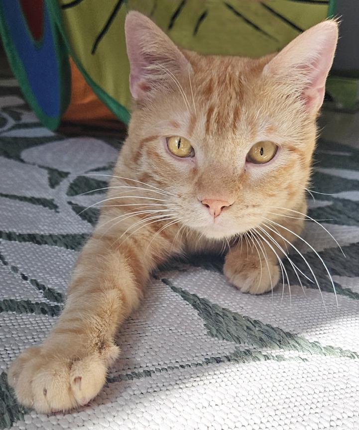 Enlarge Playful Handsome Sweet Young Kitty Macaroni aka Mac, a ADOPTABLE Tabby in Metairie, LA image 3/6