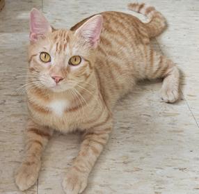 Enlarge Playful Handsome Sweet Young Kitty Macaroni aka Mac, a ADOPTABLE Tabby in Metairie, LA image 2/6