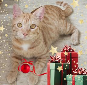 Playful Handsome Sweet Young Kitty Macaroni aka Mac!, ADOPTABLE, Young Male Tabby.