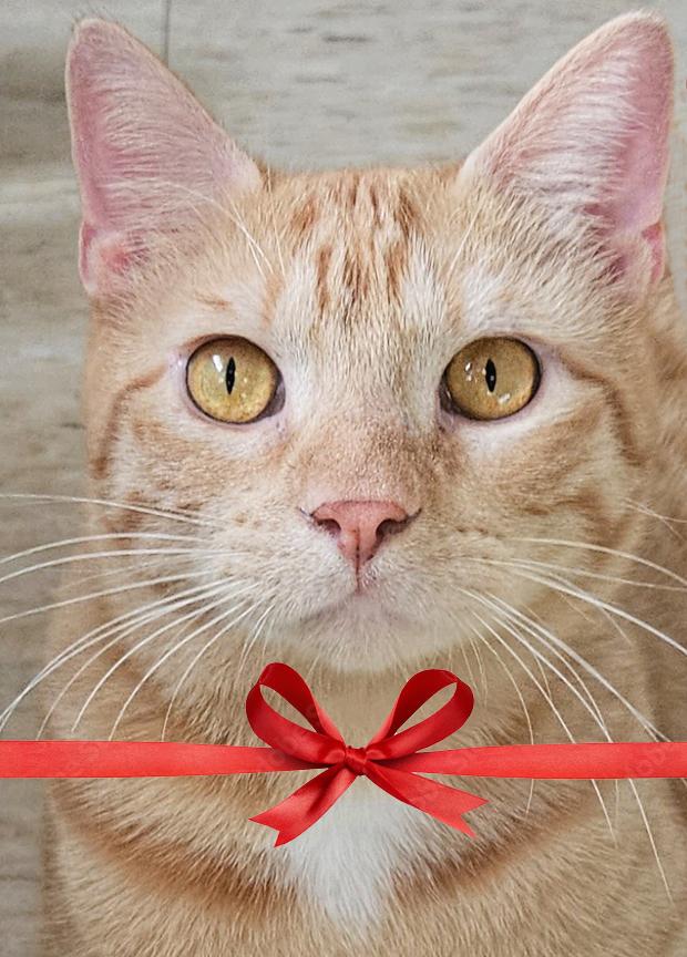 Playful Handsome Sweet Young Kitty Macaroni aka Mac, ADOPTABLE, Young Male Tabby.