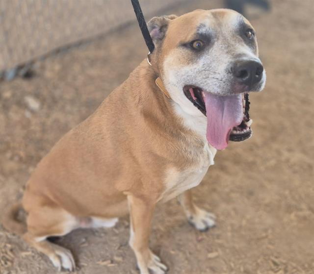 Enlarge KIMO, a Adoptable mixed breed in Albuquerque, NM image 1/1