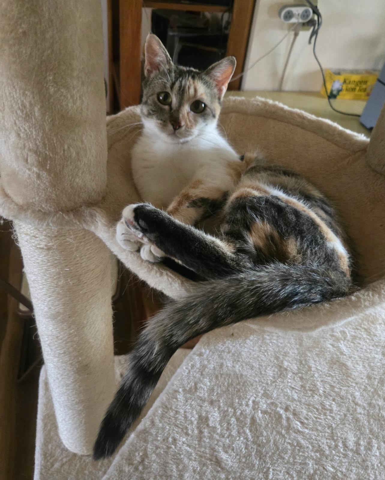 Lucy, a ADOPTABLE Domestic Short Hair in Sierra Vista, AZ image 2/3