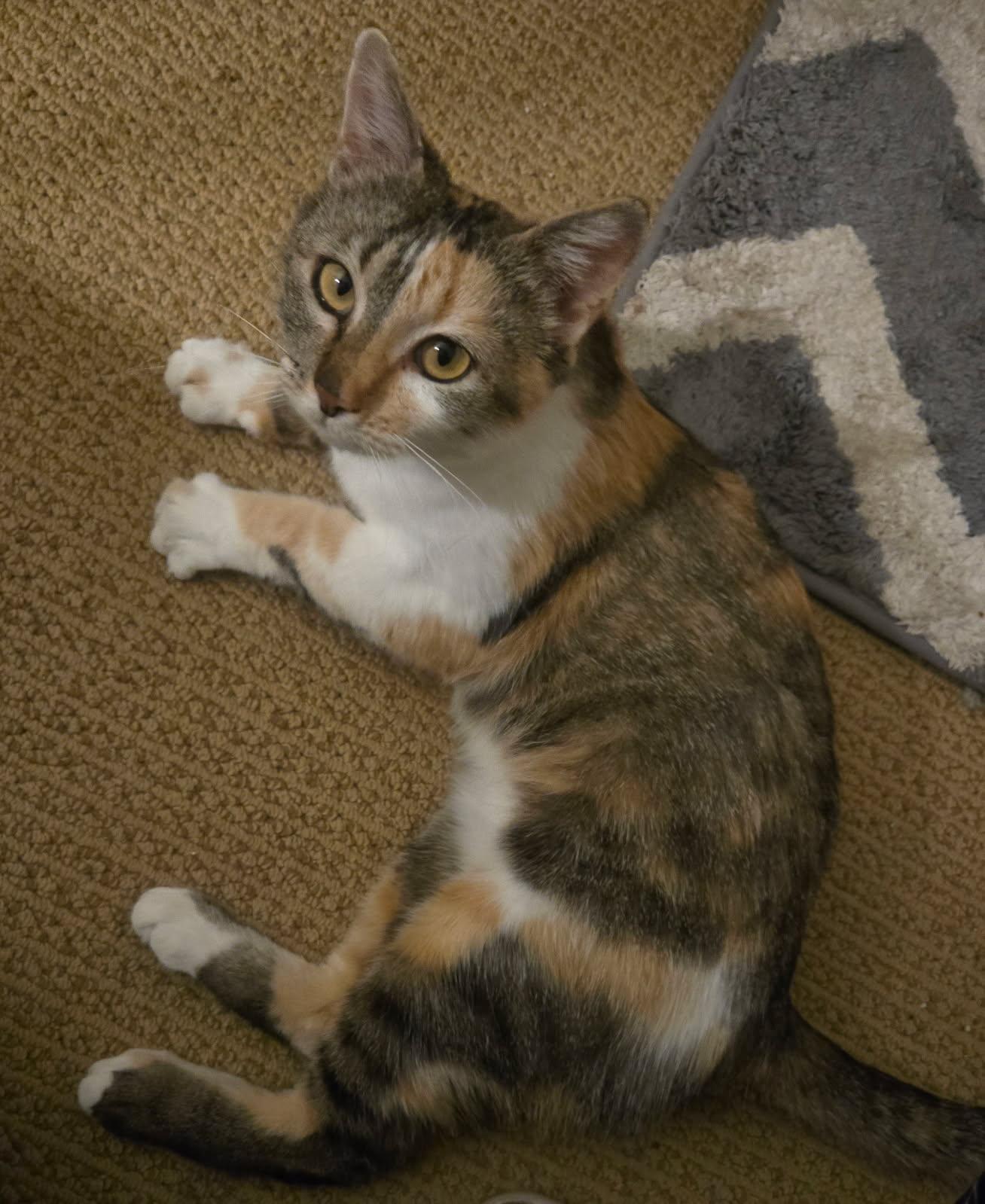 Lucy, a ADOPTABLE Domestic Short Hair in Sierra Vista, AZ image 3/3