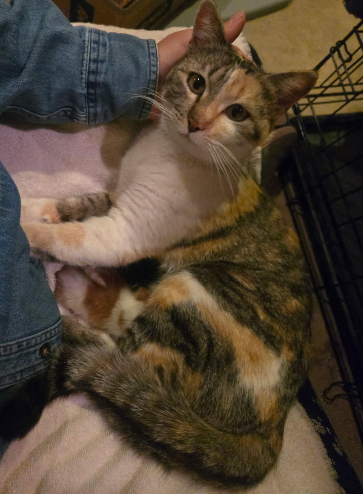 Lucy, ADOPTABLE, Adult Female Domestic Short Hair.