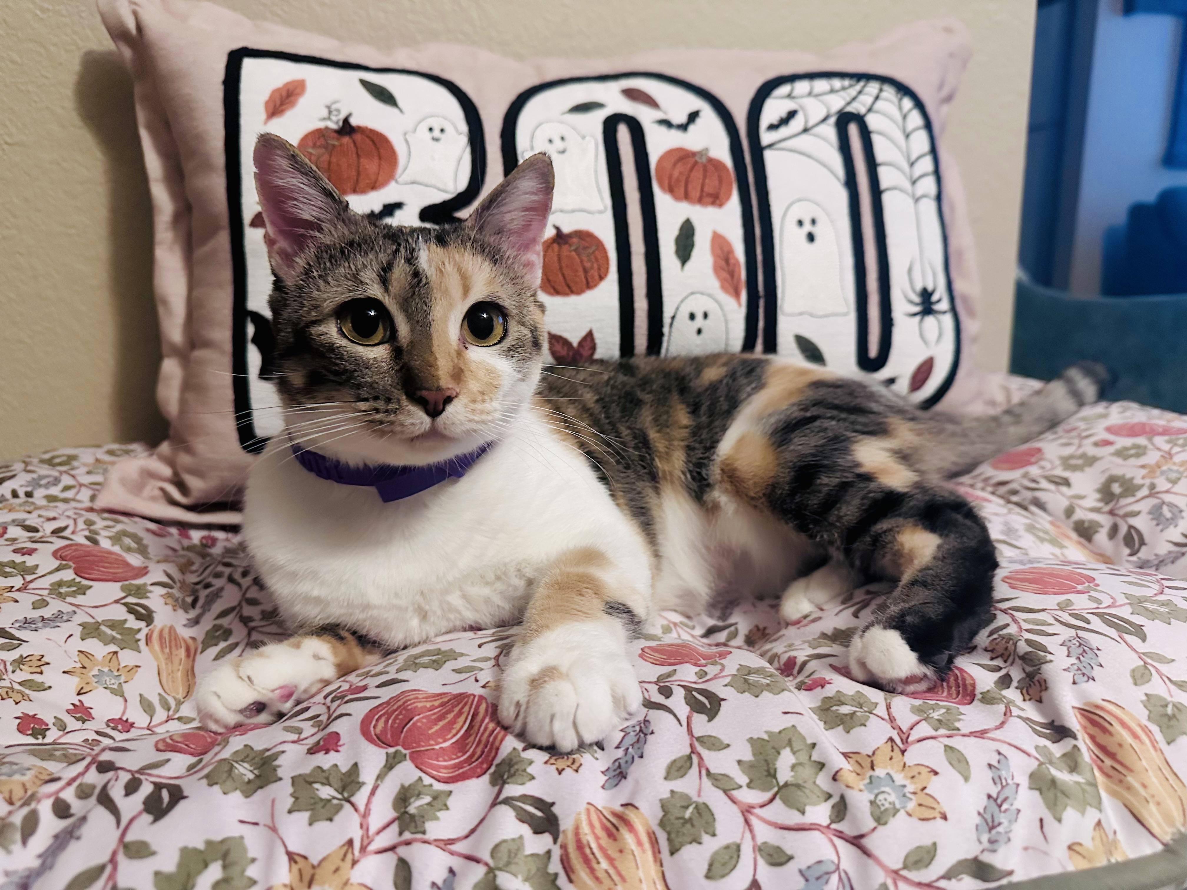 Lucy, ADOPTABLE, Adult Female Domestic Short Hair.