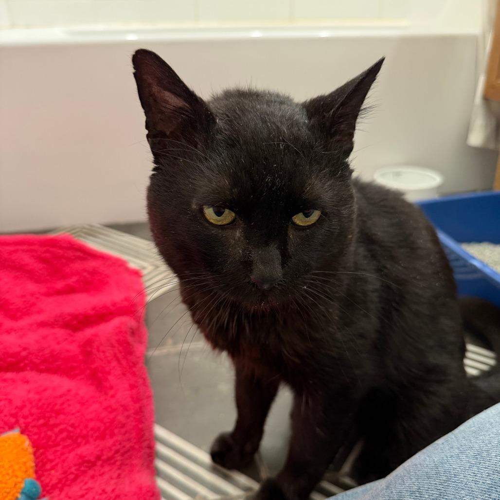 Enlarge Bruce Wayne, a Adoptable Domestic Short Hair in New York, NY image 1/6