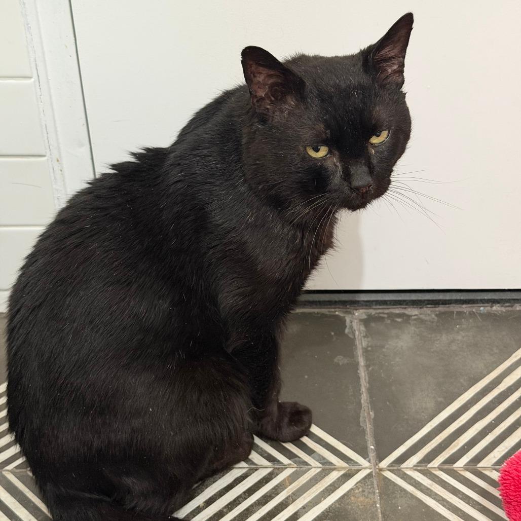 Enlarge Bruce Wayne, a Adoptable Domestic Short Hair in New York, NY image 2/6