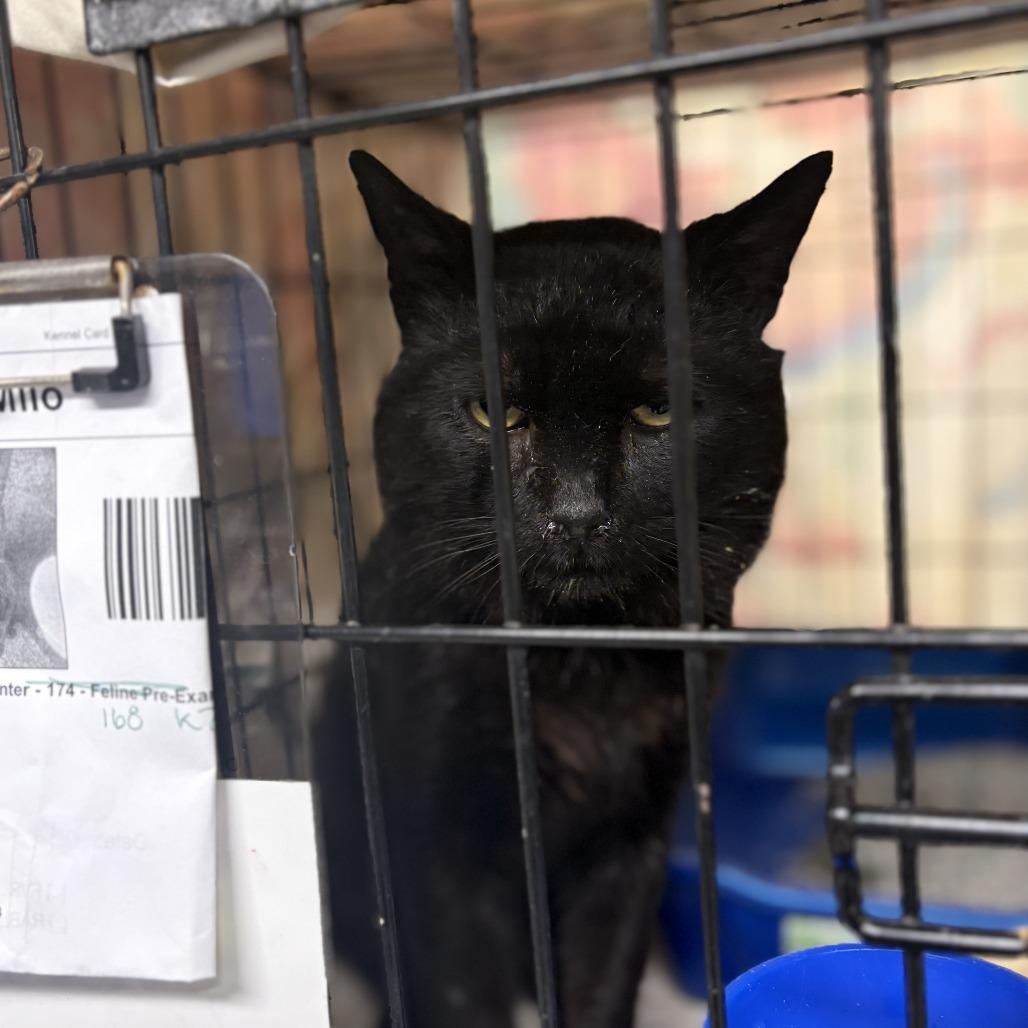 Enlarge Bruce Wayne, a Adoptable Domestic Short Hair in New York, NY image 3/6