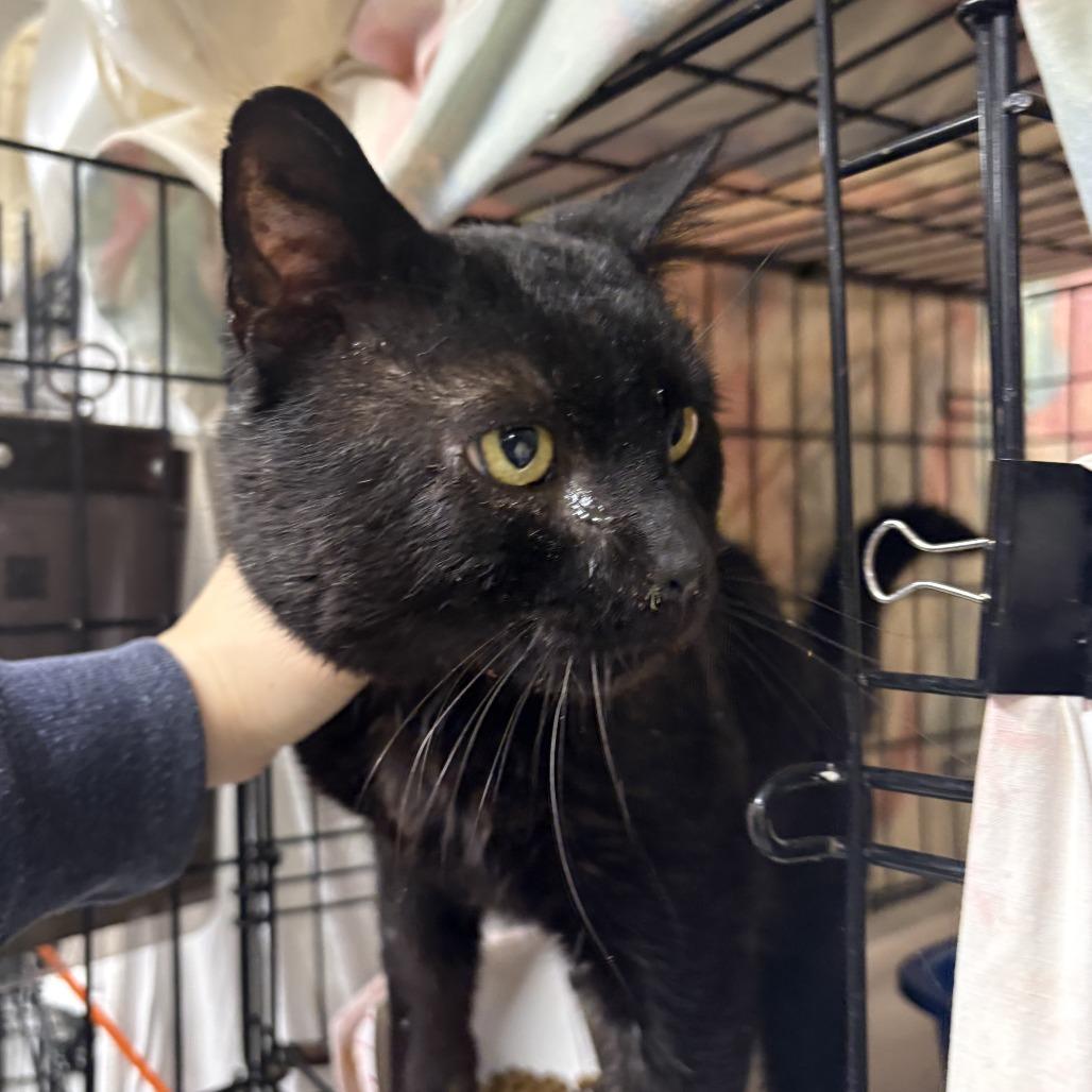 Enlarge Bruce Wayne, a Adoptable Domestic Short Hair in New York, NY image 4/6