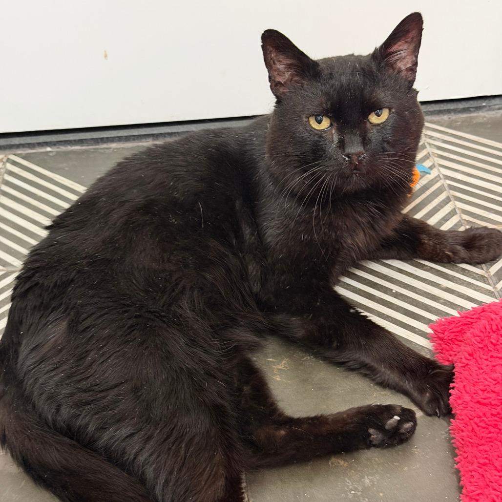 Enlarge Bruce Wayne, a Adoptable Domestic Short Hair in New York, NY image 4/6