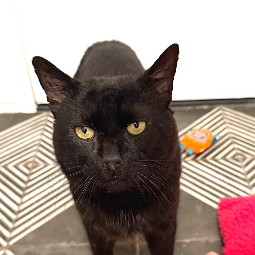 Enlarge Bruce Wayne, a Adoptable Domestic Short Hair in New York, NY image 5/6