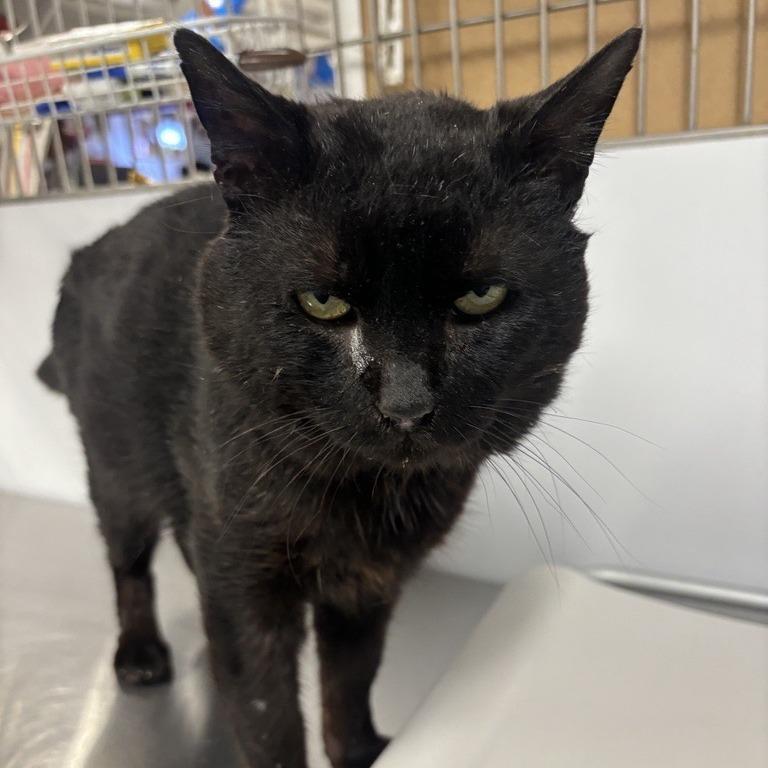 Enlarge Bruce Wayne, a Adoptable Domestic Short Hair in New York, NY image 6/6