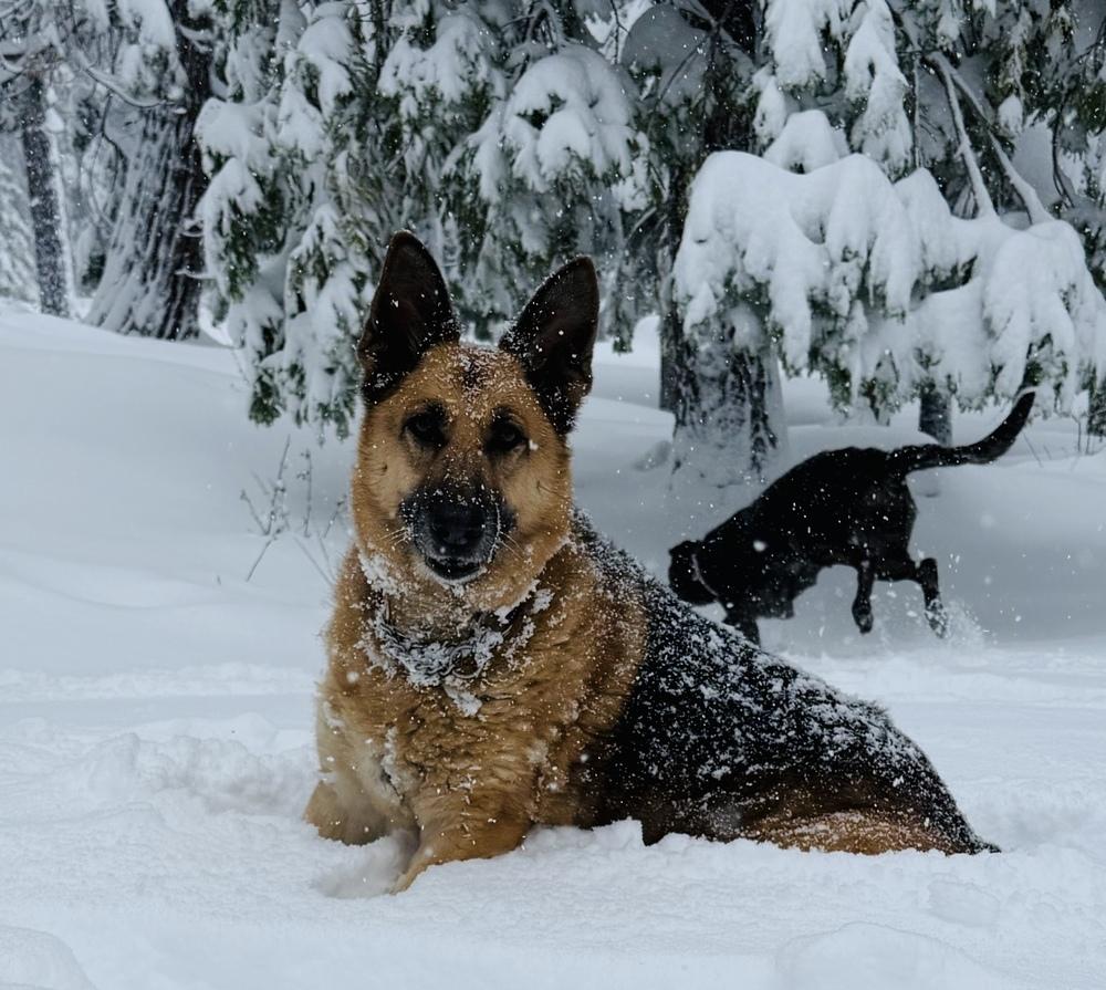Ginger, a Adoptable German Shepherd Dog in Pleasant Hill, CA image 1/6