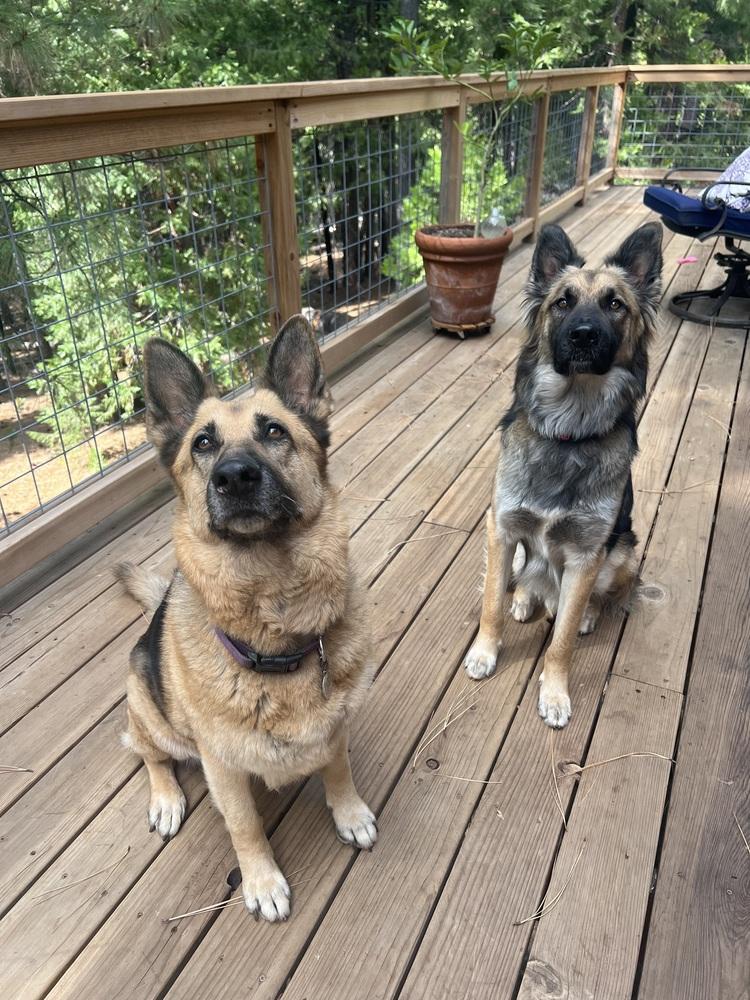 Ginger, Adoptable, Senior Female German Shepherd Dog.