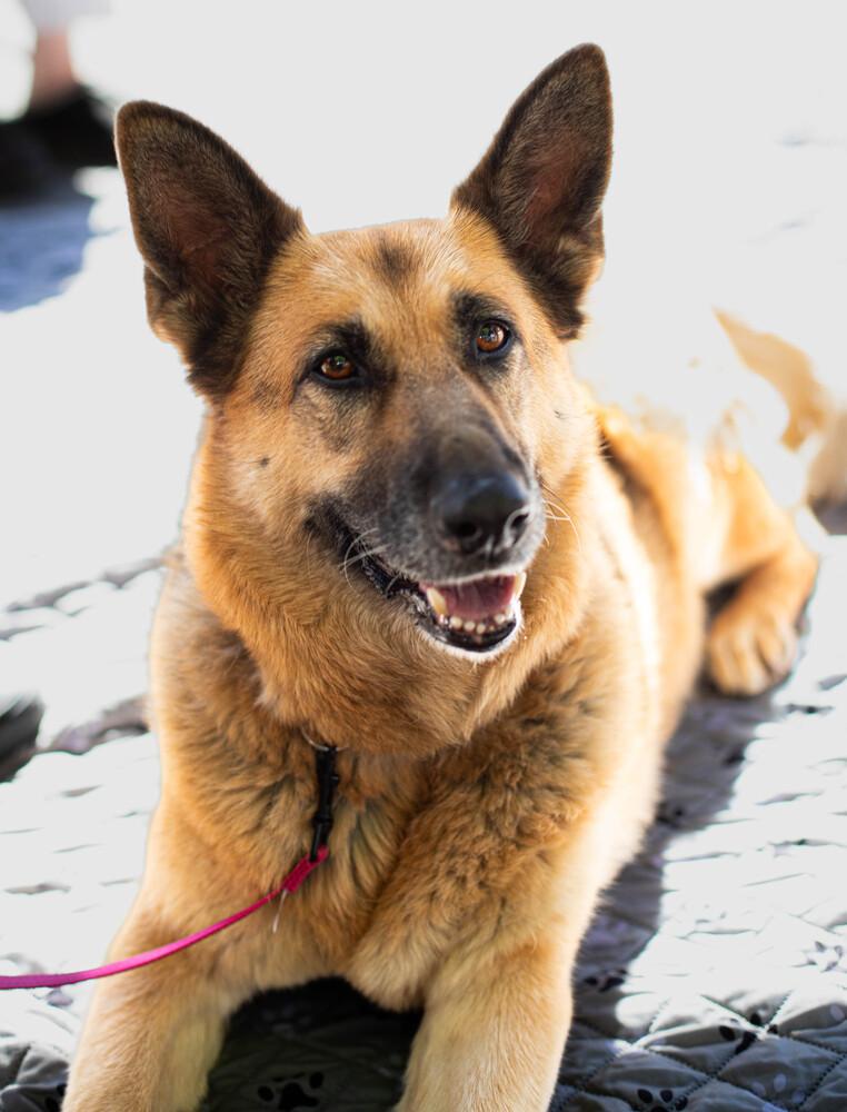 Ginger, a Adoptable German Shepherd Dog in Pleasant Hill, CA image 2/6