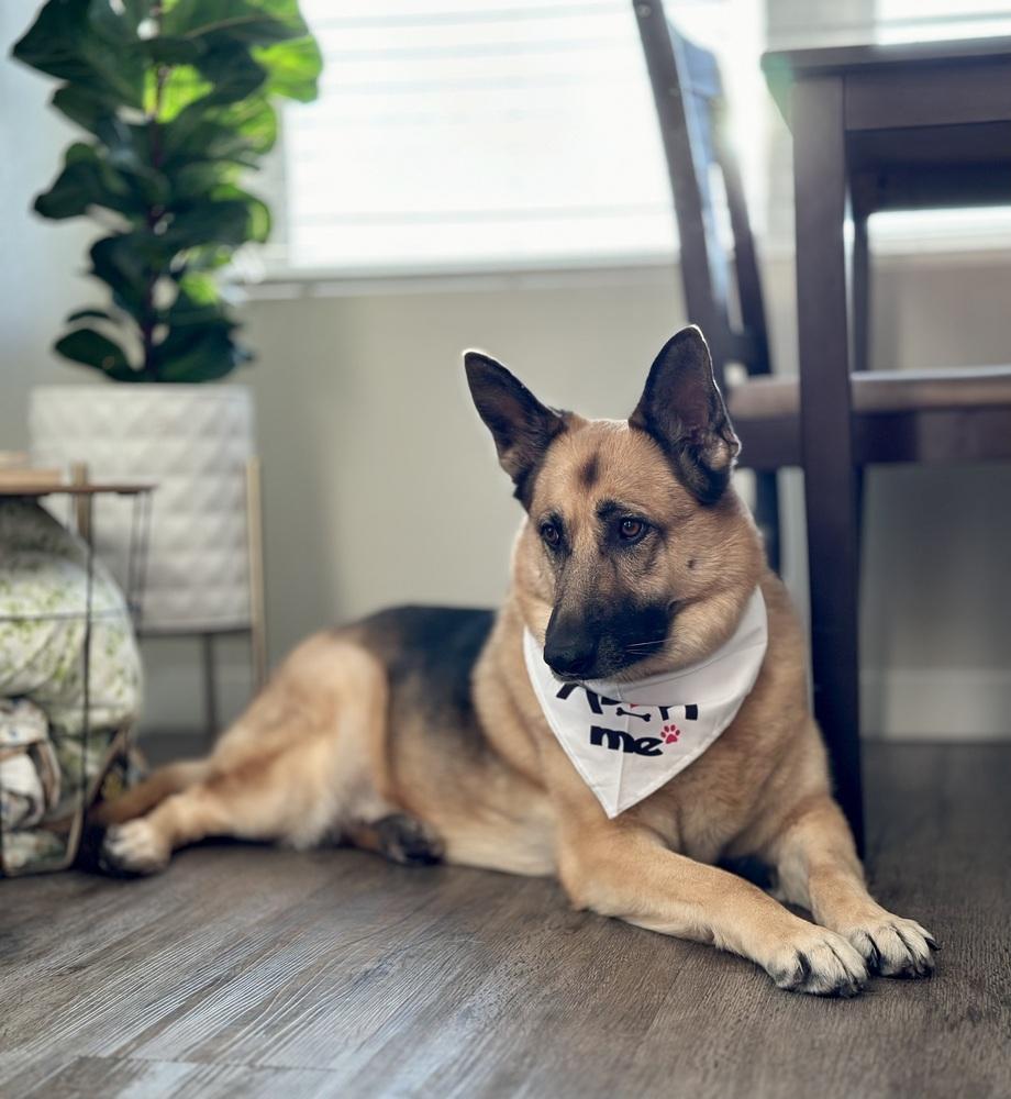 Ginger, a Adoptable German Shepherd Dog in Pleasant Hill, CA image 3/6
