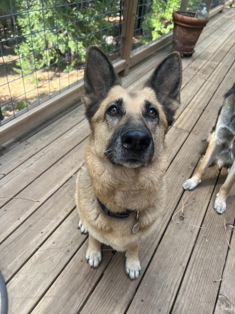 Ginger, a Adoptable German Shepherd Dog in Pleasant Hill, CA image 5/6