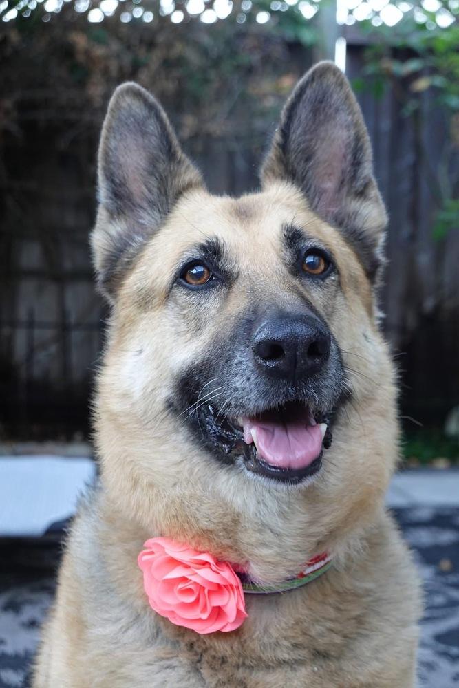 Ginger, a Adoptable German Shepherd Dog in Pleasant Hill, CA image 6/6