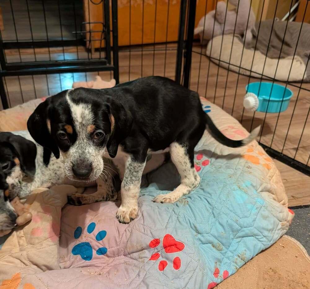 Willow - adoption pending, Adoptable, Puppy Female Beagle & Bluetick Coonhound.