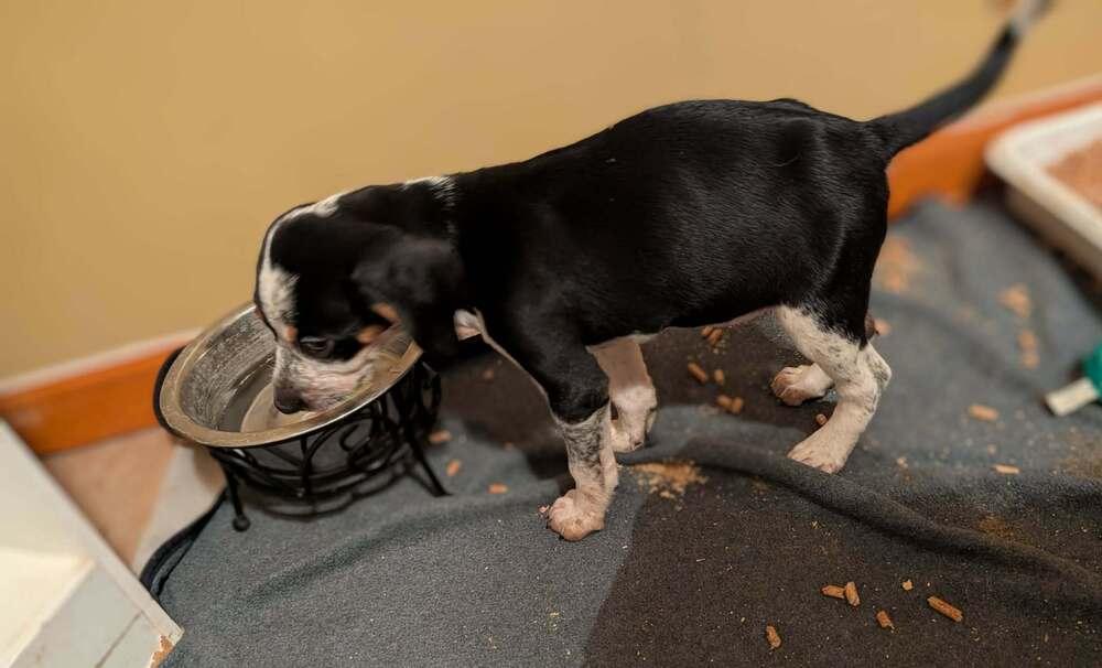 Willow - adoption pending, a Adoptable mixed breed in Shawnee Mission, KS image 2/2