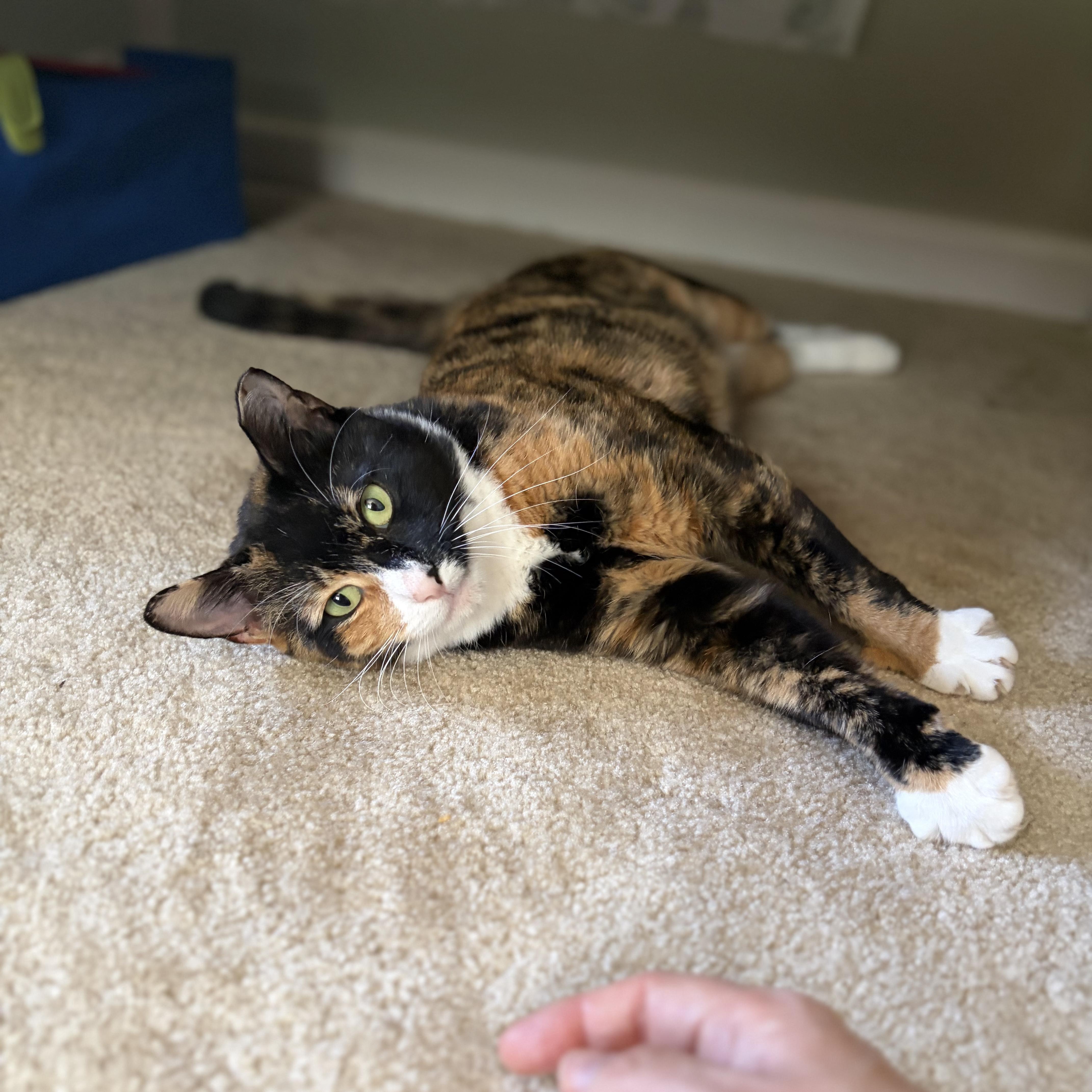 Enlarge Penny, a Adoptable American Shorthair in Bordentown, NJ image 3/3