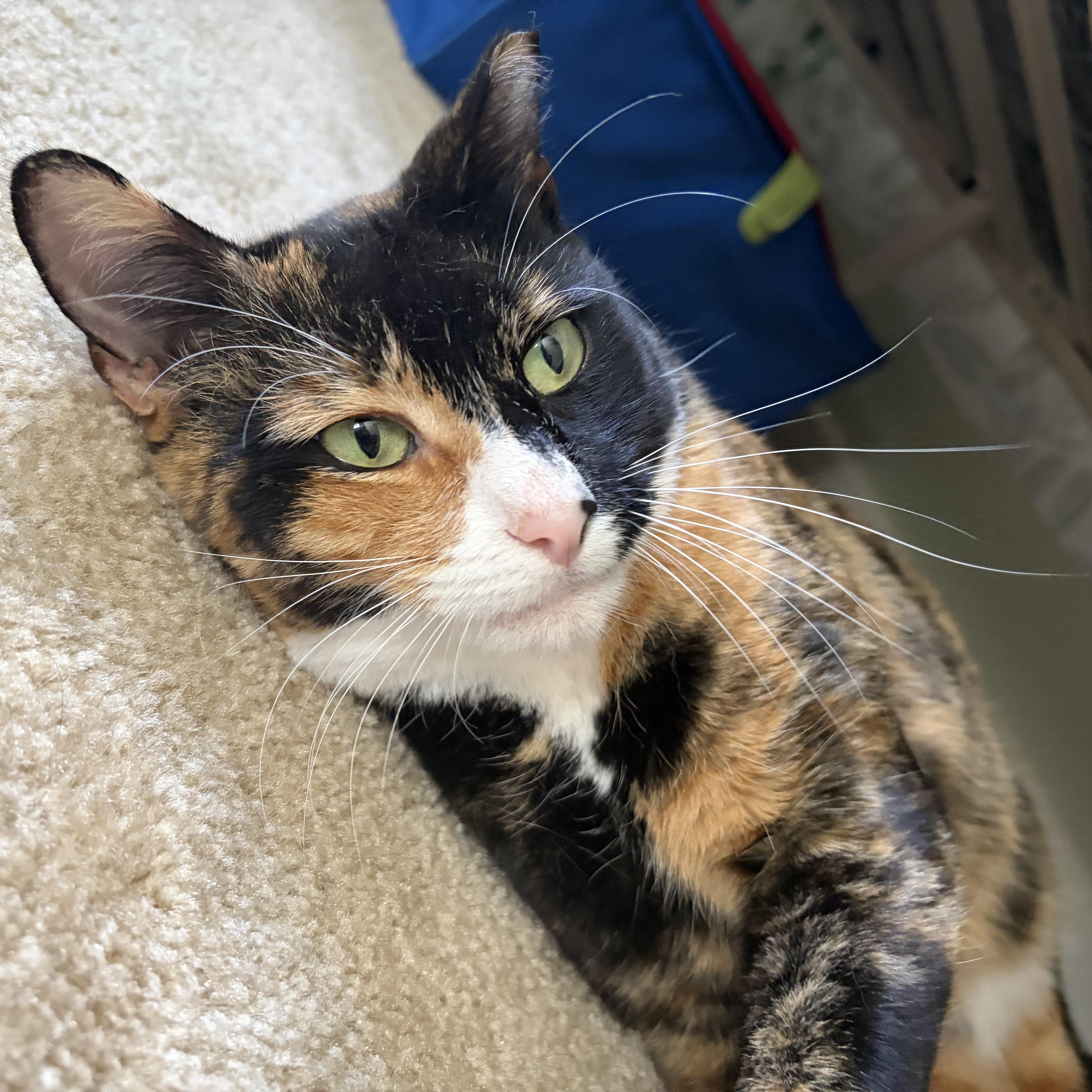 Penny, Adoptable, Adult Female American Shorthair.