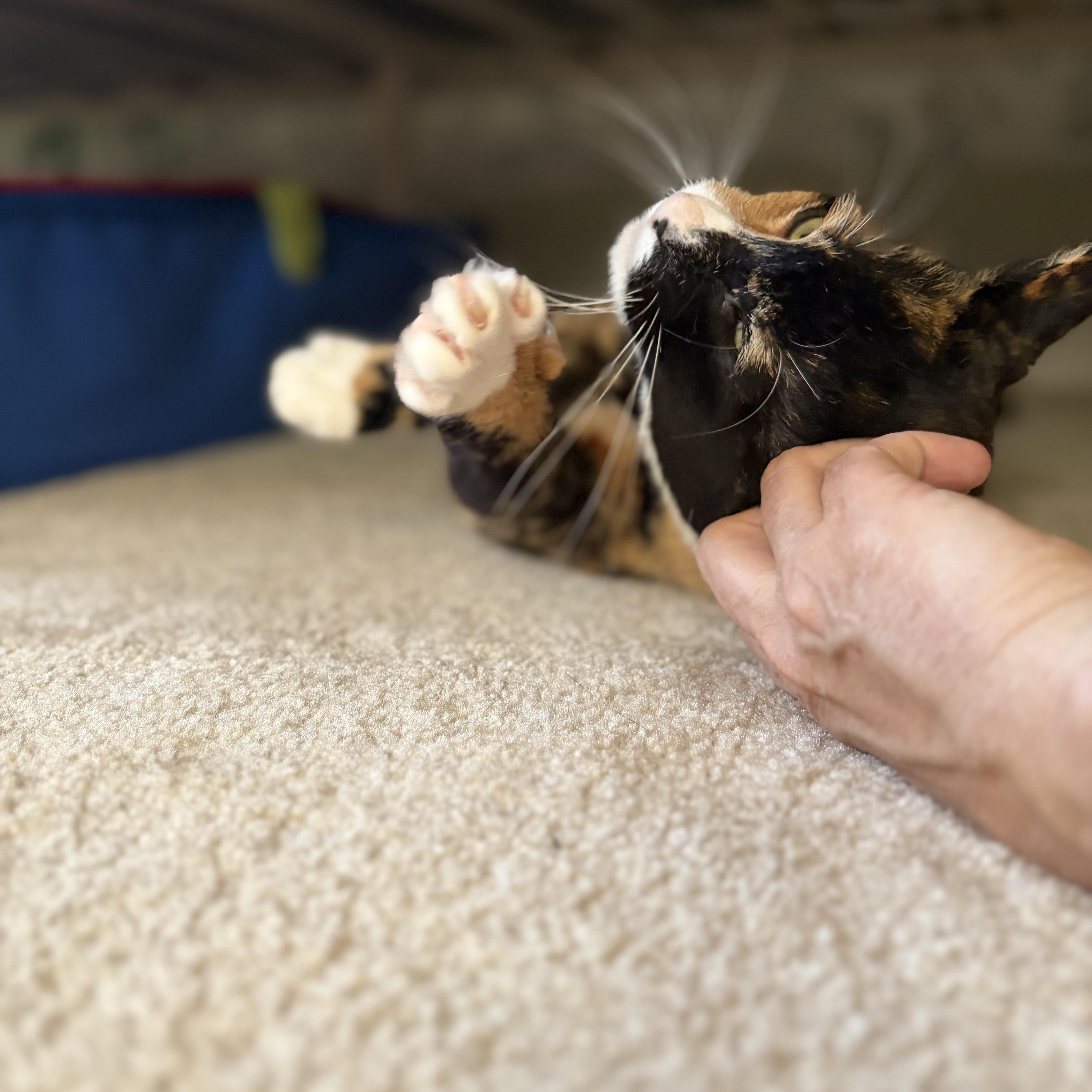 Penny, Adoptable, Adult Female American Shorthair.