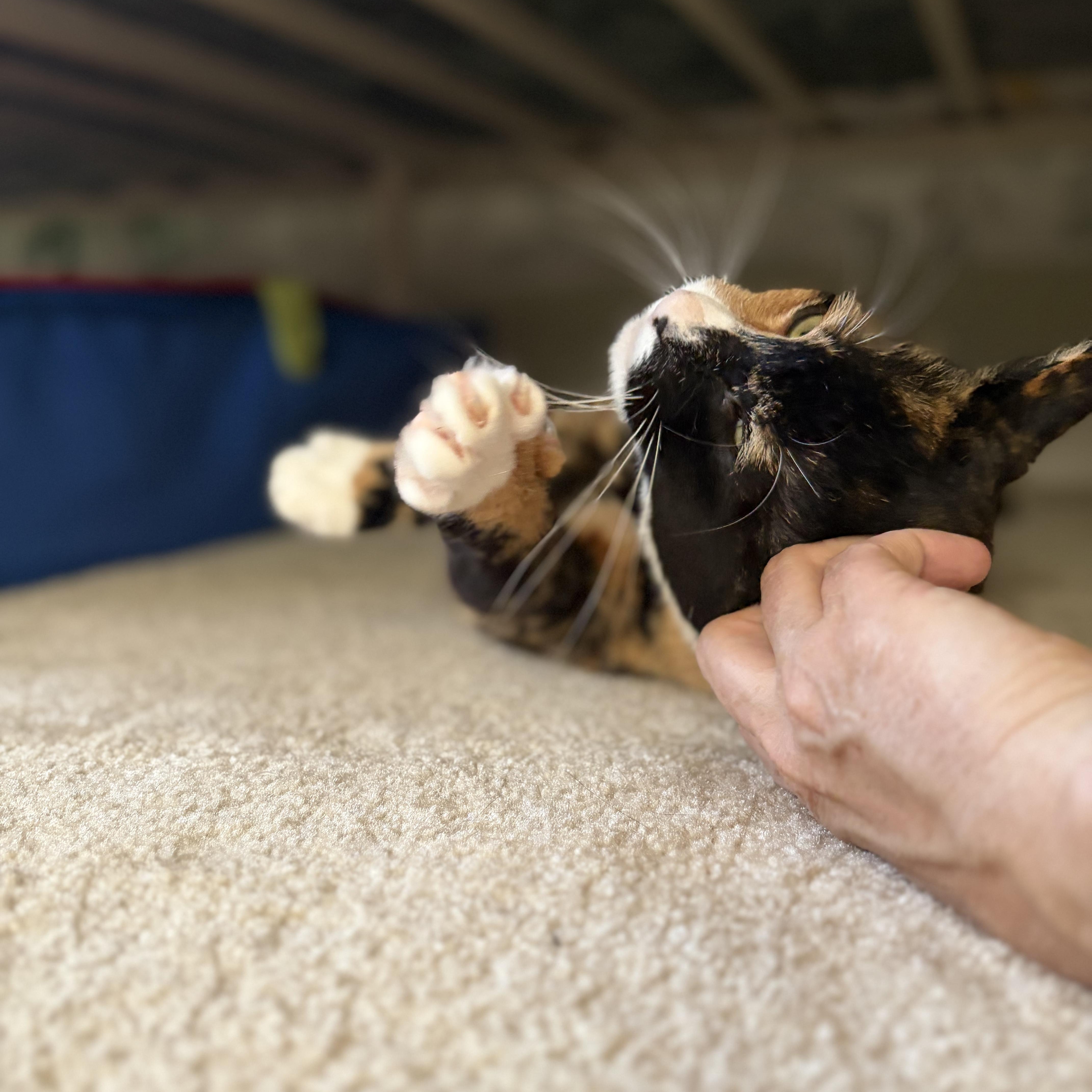Enlarge Penny, a Adoptable American Shorthair in Bordentown, NJ image 2/3