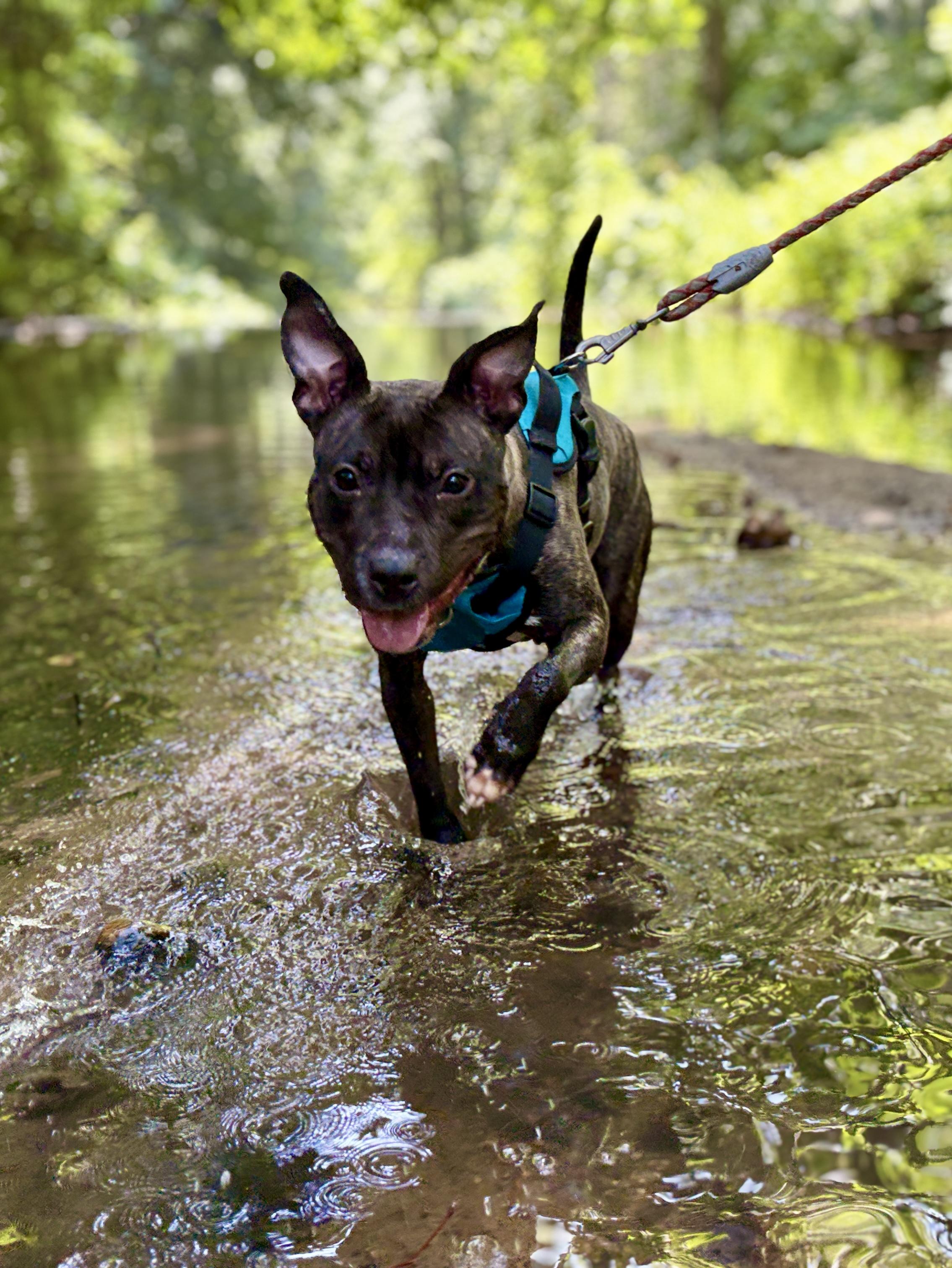 Birdie, a ADOPTABLE Pit Bull Terrier in Port Washington, NY image 2/4