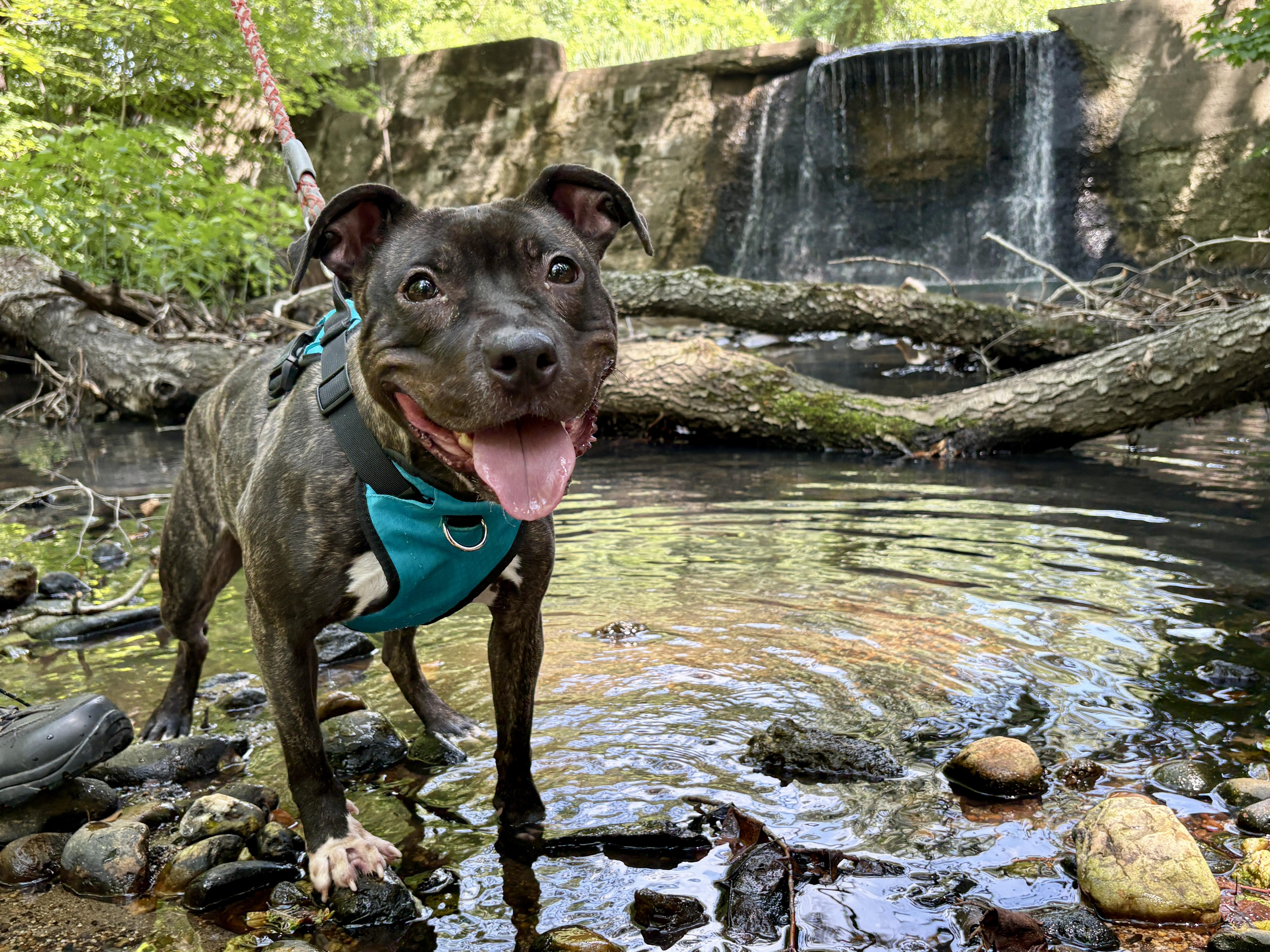 Birdie, ADOPTABLE, Adult Female Pit Bull Terrier.