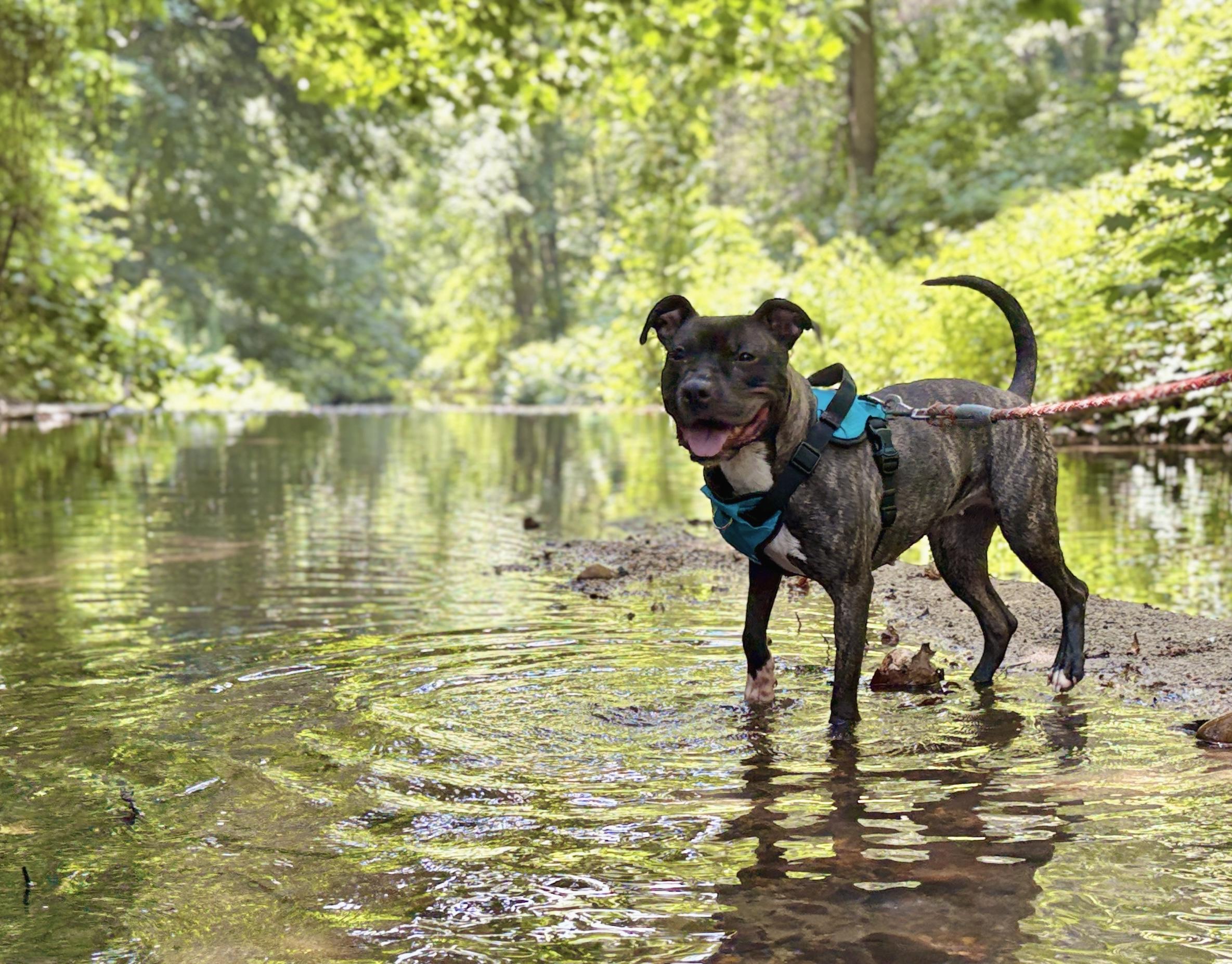 Birdie, a ADOPTABLE Pit Bull Terrier in Port Washington, NY image 3/4