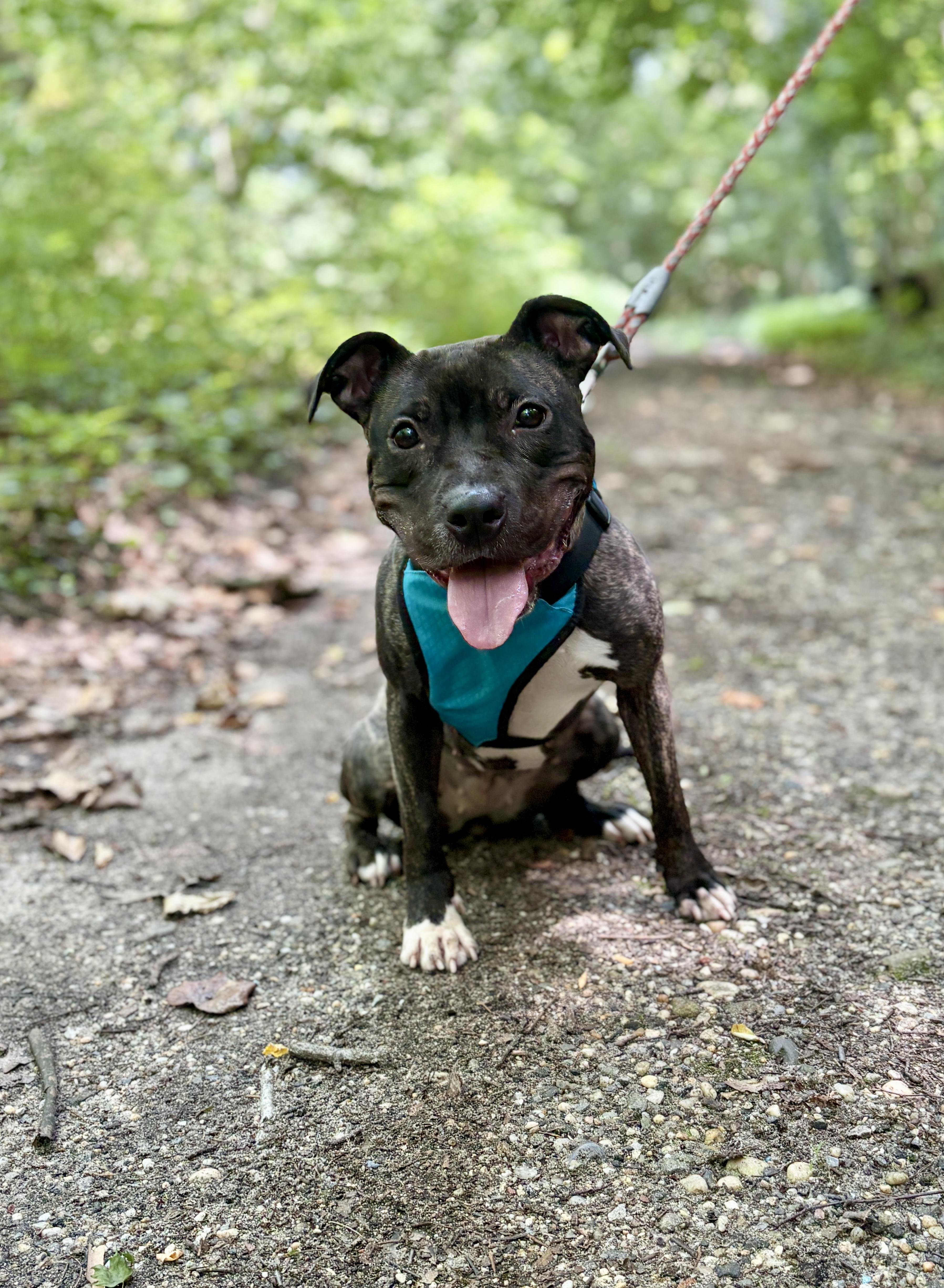 Birdie, a ADOPTABLE Pit Bull Terrier in Port Washington, NY image 4/4
