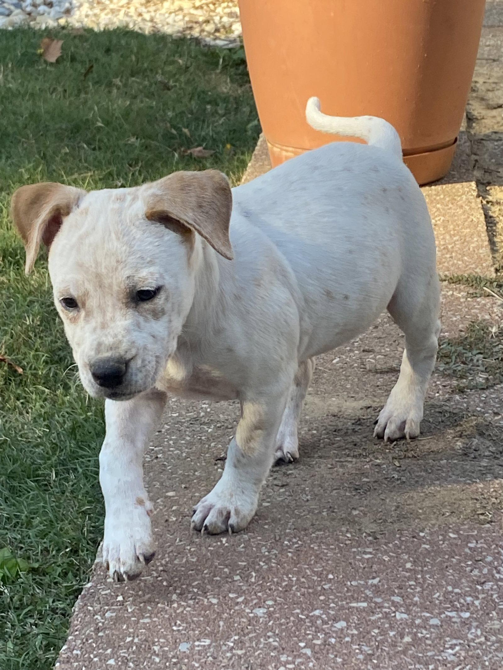 Opal, Adoptable, Puppy Female Hound & Australian Cattle Dog / Blue Heeler.