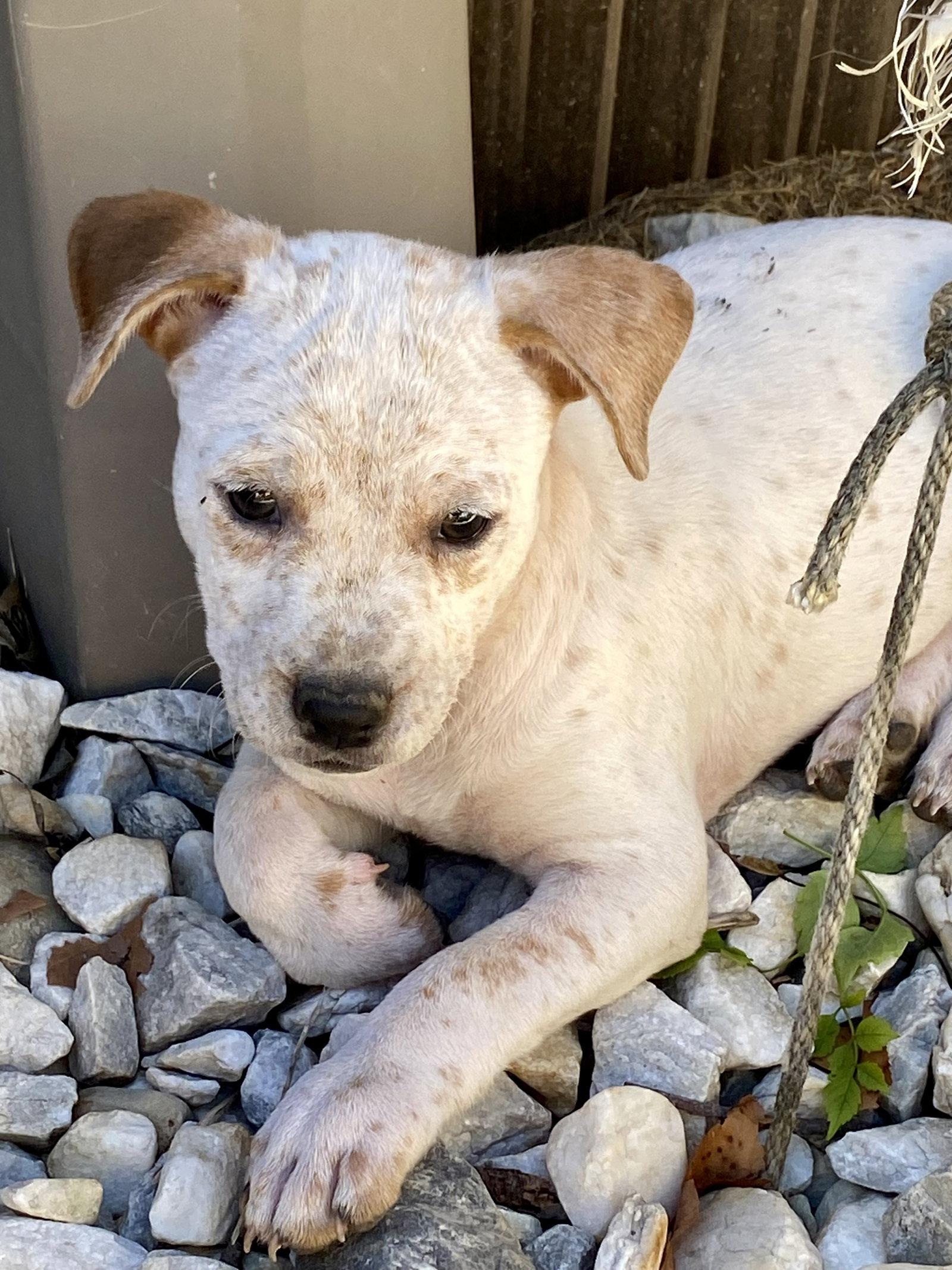 Enlarge Opal, a Adoptable mixed breed in Barnhart, MO image 2/3