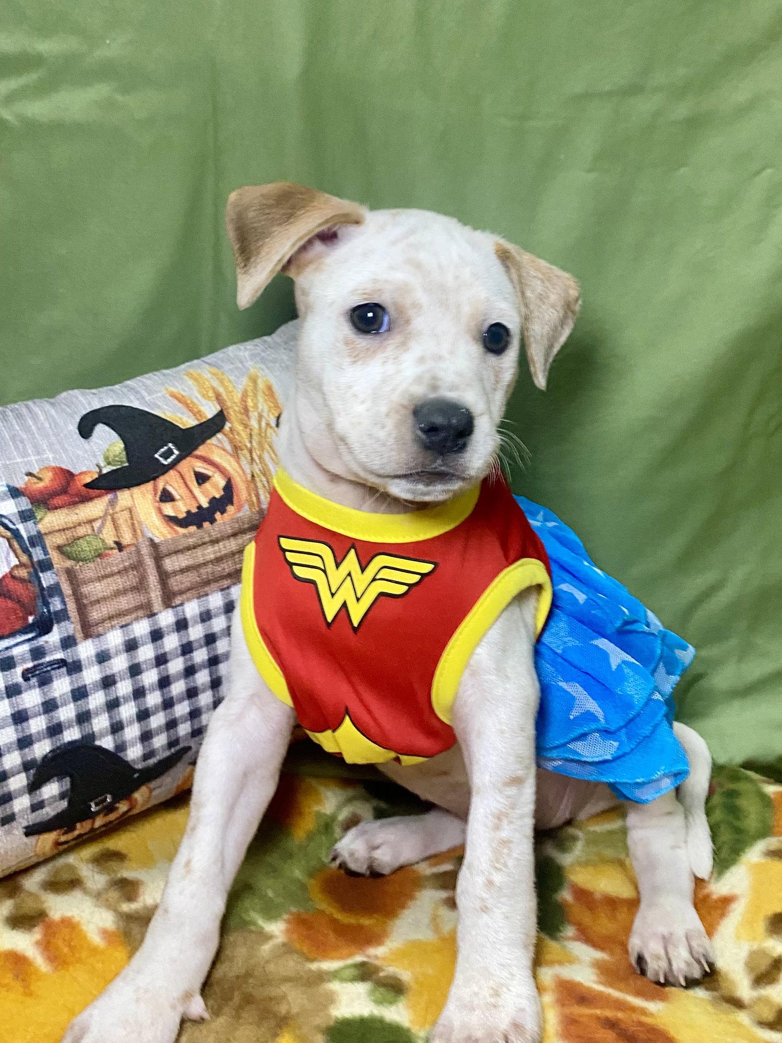 Enlarge Opal, a Adoptable mixed breed in Barnhart, MO image 3/3