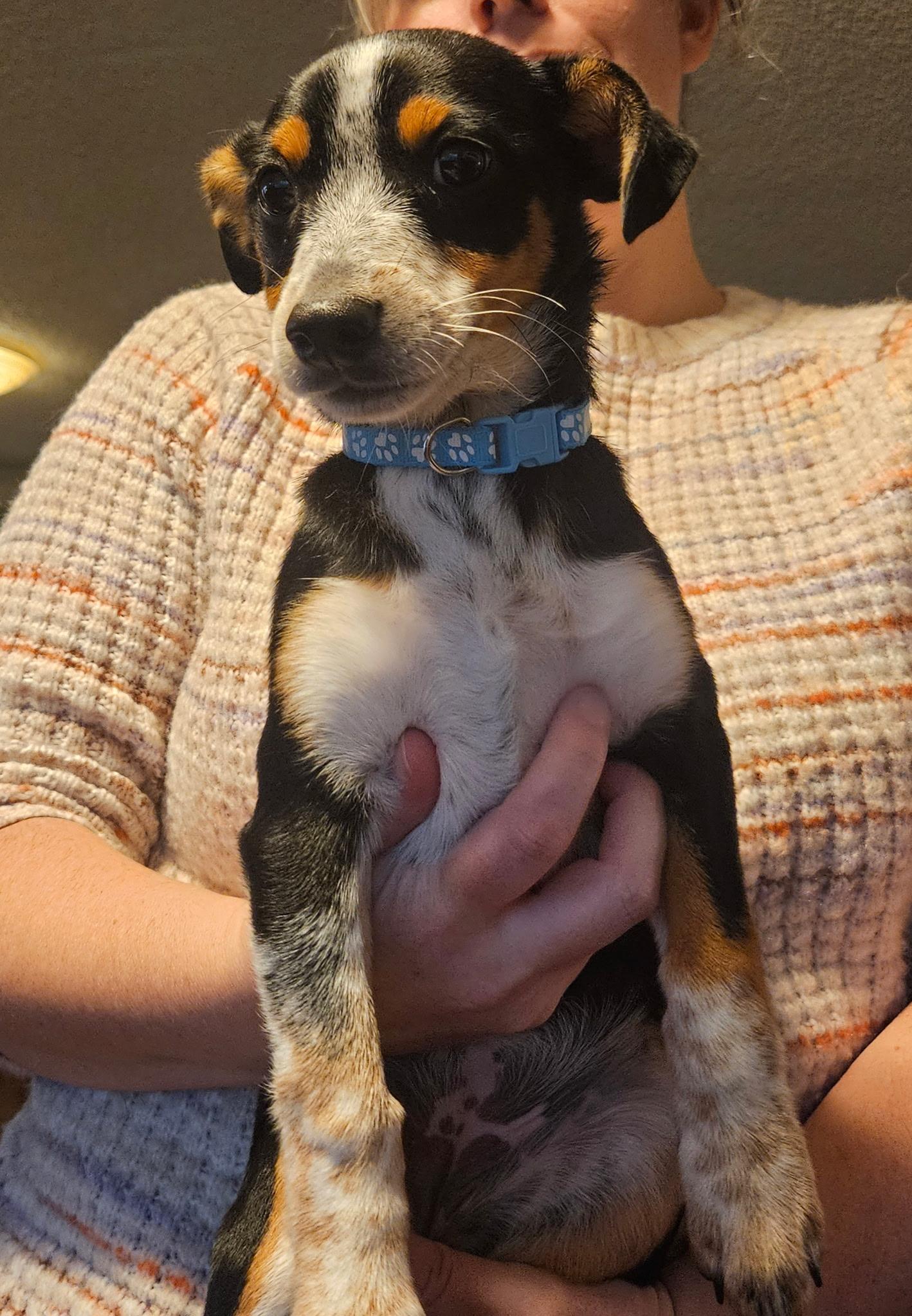 Ambrose, a Adoptable mixed breed in Salem, OR image 2/4