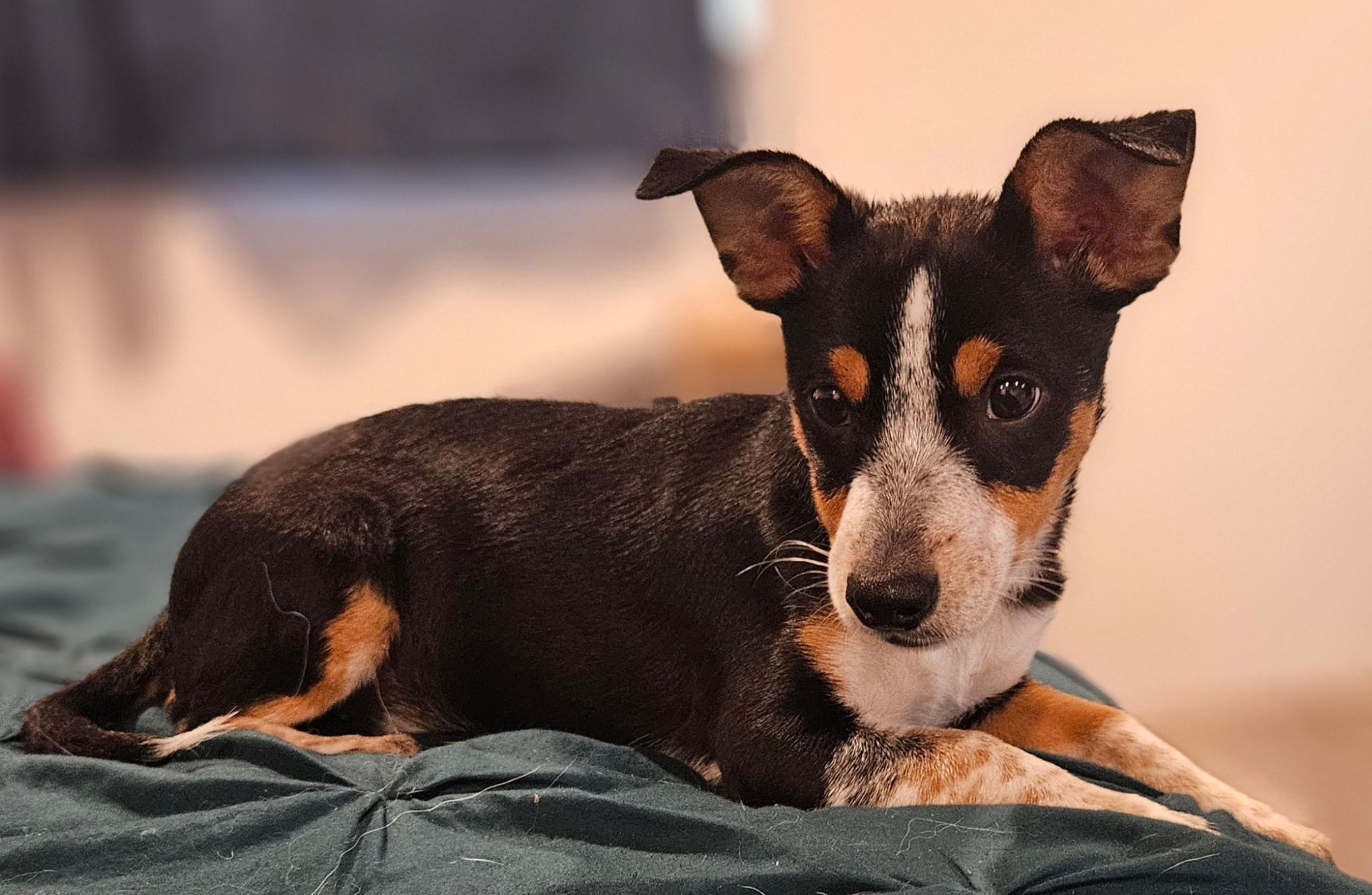 Ambrose, a Adoptable mixed breed in Salem, OR image 3/4