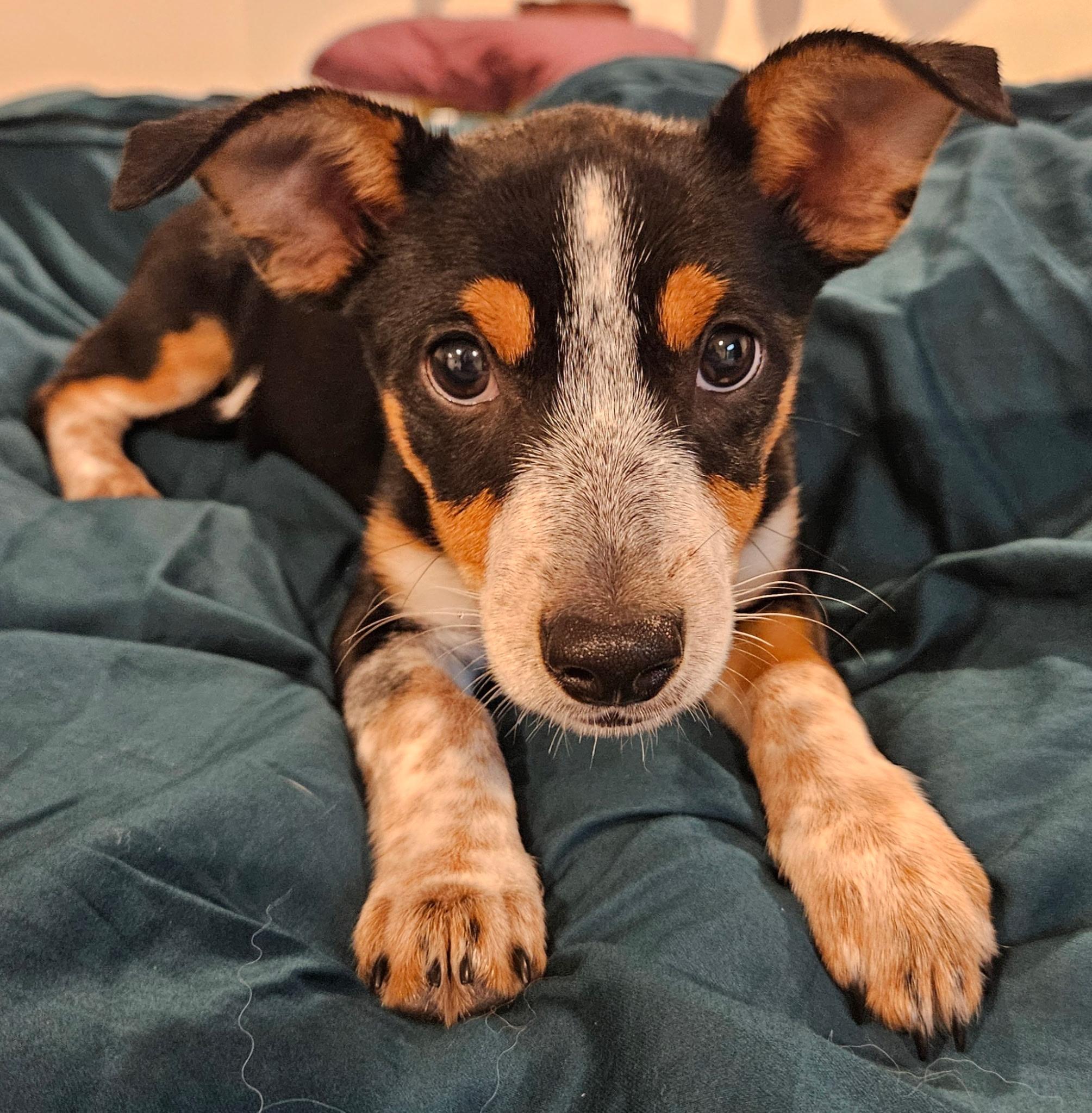 Ambrose, a Adoptable mixed breed in Salem, OR image 4/4