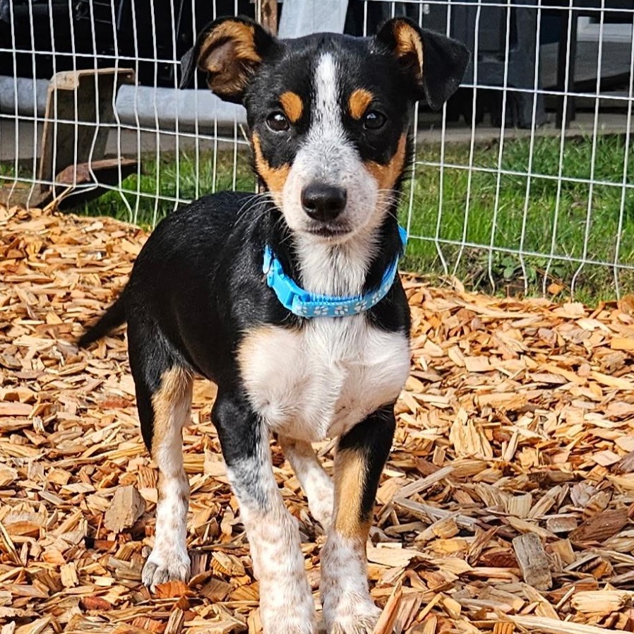 Ambrose, Adoptable, Puppy Female Cattle Dog & Rat Terrier.