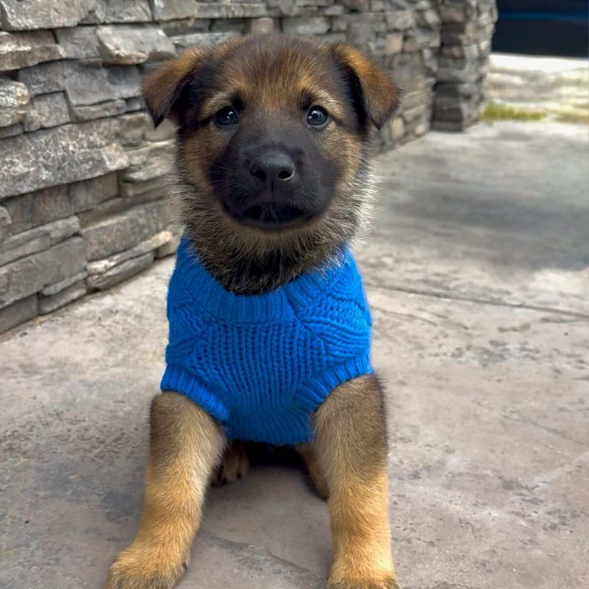 Wilbur, ADOPTABLE, Puppy Male German Shepherd Dog.