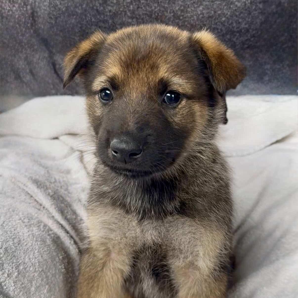 Wilbur, a ADOPTABLE mixed breed in Santa Barbara, CA image 4/4